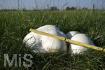 16.09.2020,  EIn Pilz Bovist auf einer Wiese bei Bad Wrishofen, Risenboviste knnen grer als ein Fussball werden. Dieser misst ber 40 cm Durchmesser.