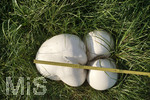 16.09.2020,  EIn Pilz Bovist auf einer Wiese bei Bad Wrishofen, Risenboviste knnen grer als ein Fussball werden. Dieser misst ber 40 cm Durchmesser.