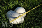 16.09.2020,  EIn Pilz Bovist auf einer Wiese bei Bad Wrishofen, Risenboviste knnen grer als ein Fussball werden. Dieser misst ber 30 cm Durchmesser.