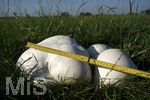 16.09.2020,  EIn Pilz Bovist auf einer Wiese bei Bad Wrishofen, Risenboviste knnen grer als ein Fussball werden. Dieser misst ber 40 cm Durchmesser.