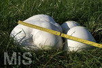 16.09.2020,  EIn Pilz Bovist auf einer Wiese bei Bad Wrishofen, Risenboviste knnen grer als ein Fussball werden. Dieser misst ber 40 cm Durchmesser.