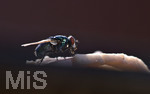 18.09.2020, Stubenfliege (Musca domestica) auch Gemeine Stubenfliege, sitzt auf einem Stck Schinken.