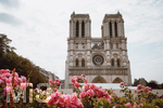 01.07.2019,  Frankreich, Paris, Kathedrale Notre Dame in Paris.
