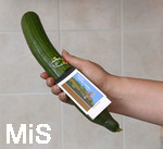 06.10.2020, Gesundes Gemse, die Gurke. Angebaut in Deutschland, Nordrhein-Westfalen.