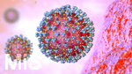 09.10.2020, Grafik, Corona-Virus Mikroskopische Ansicht, 
 
