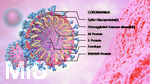 09.10.2020, Grafik, Corona-Virus Mikroskopische Ansicht, 
 
