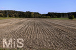 20.10.2020, Abgeerntetes Maisfeld bei Bad Wrishofen im Allgu, 