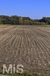 20.10.2020, Abgeerntetes Maisfeld bei Bad Wrishofen im Allgu, 