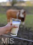 21.10.2020, Symbolbild Milchwirtschaft, Khe auf der Weide im Unterallgu, mit einem frischen Glas Milch im Vordergrund.