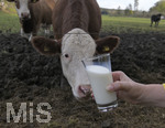 21.10.2020, Symbolbild Milchwirtschaft, Khe auf der Weide im Unterallgu, mit einem frischen Glas Milch im Vordergrund.