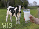 21.10.2020, Symbolbild Milchwirtschaft, Khe auf der Weide im Unterallgu, mit einem frischen Glas Milch im Vordergrund.