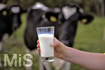 21.10.2020, Symbolbild Milchwirtschaft, Khe auf der Weide im Unterallgu, mit einem frischen Glas Milch im Vordergrund.