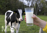 21.10.2020, Symbolbild Milchwirtschaft, Khe auf der Weide im Unterallgu, mit einem frischen Glas Milch im Vordergrund.