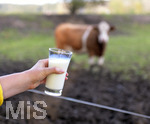 21.10.2020, Symbolbild Milchwirtschaft, Khe auf der Weide im Unterallgu, mit einem frischen Glas Milch im Vordergrund.