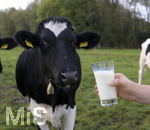 21.10.2020, Symbolbild Milchwirtschaft, Khe auf der Weide im Unterallgu, mit einem frischen Glas Milch im Vordergrund.