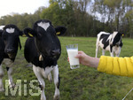21.10.2020, Symbolbild Milchwirtschaft, Khe auf der Weide im Unterallgu, mit einem frischen Glas Milch im Vordergrund.