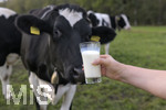 21.10.2020, Symbolbild Milchwirtschaft, Khe auf der Weide im Unterallgu, mit einem frischen Glas Milch im Vordergrund.