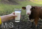 21.10.2020, Symbolbild Milchwirtschaft, Khe auf der Weide im Unterallgu, mit einem frischen Glas Milch im Vordergrund.