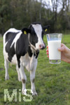 21.10.2020, Symbolbild Milchwirtschaft, Khe auf der Weide im Unterallgu, mit einem frischen Glas Milch im Vordergrund.