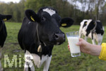 21.10.2020, Symbolbild Milchwirtschaft, Khe auf der Weide im Unterallgu, mit einem frischen Glas Milch im Vordergrund.