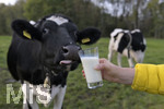 21.10.2020, Symbolbild Milchwirtschaft, Khe auf der Weide im Unterallgu, mit einem frischen Glas Milch im Vordergrund.