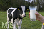 21.10.2020, Symbolbild Milchwirtschaft, Khe auf der Weide im Unterallgu, mit einem frischen Glas Milch im Vordergrund.