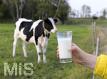 21.10.2020, Symbolbild Milchwirtschaft, Khe auf der Weide im Unterallgu, mit einem frischen Glas Milch im Vordergrund.
