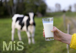 21.10.2020, Symbolbild Milchwirtschaft, Khe auf der Weide im Unterallgu, mit einem frischen Glas Milch im Vordergrund.