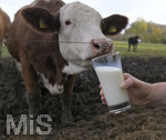21.10.2020, Symbolbild Milchwirtschaft, Khe auf der Weide im Unterallgu, mit einem frischen Glas Milch im Vordergrund.