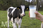 21.10.2020, Symbolbild Milchwirtschaft, Khe auf der Weide im Unterallgu, mit einem frischen Glas Milch im Vordergrund.