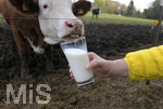 21.10.2020, Symbolbild Milchwirtschaft, Khe auf der Weide im Unterallgu, mit einem frischen Glas Milch im Vordergrund.