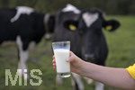21.10.2020, Symbolbild Milchwirtschaft, Khe auf der Weide im Unterallgu, mit einem frischen Glas Milch im Vordergrund.