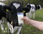 21.10.2020, Symbolbild Milchwirtschaft, Khe auf der Weide im Unterallgu, mit einem frischen Glas Milch im Vordergrund.