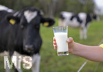 21.10.2020, Symbolbild Milchwirtschaft, Khe auf der Weide im Unterallgu, mit einem frischen Glas Milch im Vordergrund.