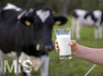 21.10.2020, Symbolbild Milchwirtschaft, Khe auf der Weide im Unterallgu, mit einem frischen Glas Milch im Vordergrund.