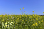 22.10.2020, Bad Wrishofen, Raps blht im Feld.
