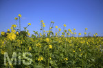 22.10.2020, Bad Wrishofen, Raps blht im Feld.