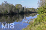 22.10.2020, Bad Wrishofen, Herbst an der Wertach, alte Bume sind ins Wasser gefallen, geflllt von Bibern.