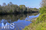 22.10.2020, Bad Wrishofen, Herbst an der Wertach, alte Bume sind ins Wasser gefallen, geflllt von Bibern.