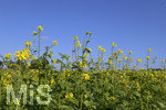 22.10.2020, Bad Wrishofen, Raps blht im Feld.