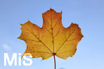 22.10.2020, Bad Wrishofen, Blatt im Gegenlicht