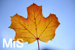 22.10.2020, Bad Wrishofen, Blatt im Gegenlicht