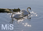 22.10.2020, Bad Wrishofen, Stausee Stockheim, Schwne im Gegenlicht.