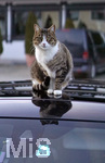 12.01.2021, Eine Hauskatze wrmt sich auf dem schwarzen Dach eines Autos in Bad Wrishofen im Allgu.