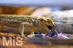 12.01.2021, Rammingen im Allgu, Heimtierhaltung im Wohnzimmer, Reptilien im heimischen Terrarium: Bartagame (Pogona)
