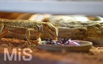 12.01.2021, Rammingen im Allgu, Heimtierhaltung im Wohnzimmer, Reptilien im heimischen Terrarium: Bartagame (Pogona)