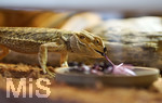 12.01.2021, Rammingen im Allgu, Heimtierhaltung im Wohnzimmer, Reptilien im heimischen Terrarium: Bartagame (Pogona)