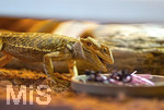 12.01.2021, Rammingen im Allgu, Heimtierhaltung im Wohnzimmer, Reptilien im heimischen Terrarium: Bartagame (Pogona)