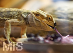 12.01.2021, Rammingen im Allgu, Heimtierhaltung im Wohnzimmer, Reptilien im heimischen Terrarium: Bartagame (Pogona)
