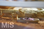 12.01.2021, Rammingen im Allgu, Heimtierhaltung im Wohnzimmer, Reptilien im heimischen Terrarium: Bartagame (Pogona)